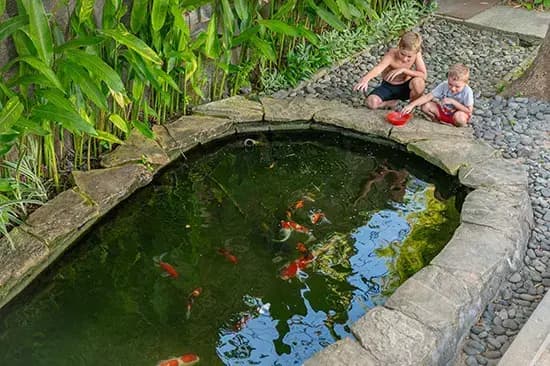 Fish Pond