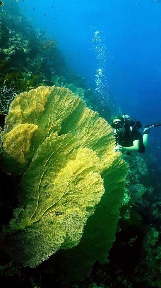 Dive