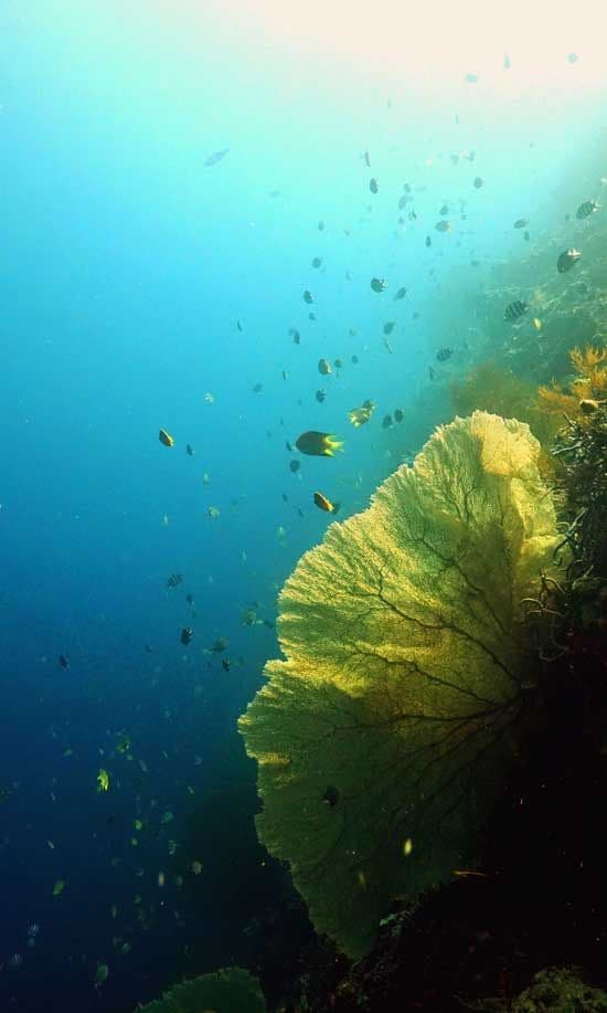 Dive