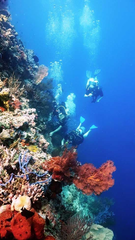 Dive